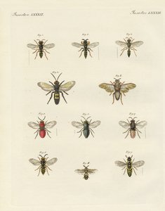 Mærkelige insekter (farvet indgravering) af German School