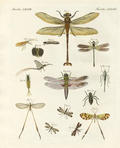 Mærkelige insekter af German School