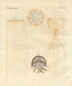 Mærkelige medusas (farvet gravering) af German School