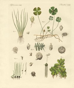 Mærkelige planter (farvet gravering) af German School