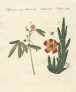 Mærkelige planter af German School