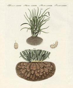 Mærkelige planter af German School