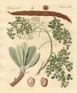 Mærkelige planter af German School