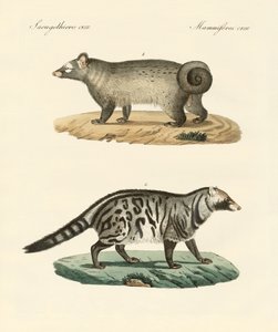 Mærkelige skunks (farvet indgravering) af German School