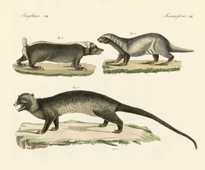 Mærkelige skunks (farvet indgravering) af German School
