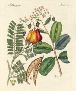 Mærkelige træer af German School