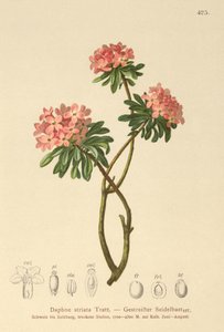Stribede Daphne (Daphne striata) af German School