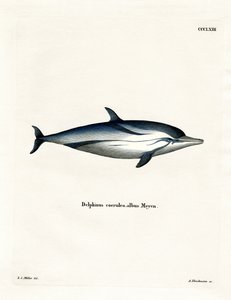 Stribet delfin (farvet indgravering) af German School