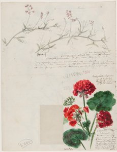 Studier af planter og figurer lavet i Rom og Pankow, Berlin, 1868 af German School