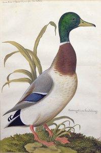 Studie af en gråand, ca. 1790 (wc med gouache på papir)