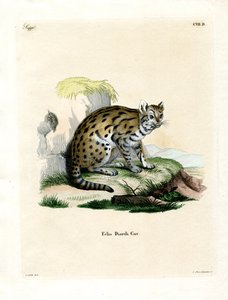 Sunda Clouded Leopard (farvet indgravering) af German School
