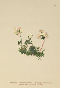 Sweetflower Rockjasmine (Androsace Chamaejasme) af German School