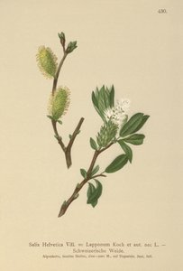 Schweizisk pil (Salix Helvetica, Salix Lapponum) af German School