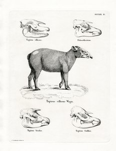Tapir kranier (farvet gravering) af German School