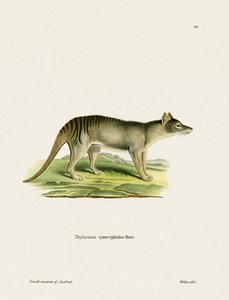 Tasmansk tiger (farvet gravering) af German School