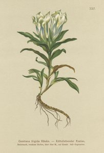 Tauern-ensian (Gentiana frigida) af German School