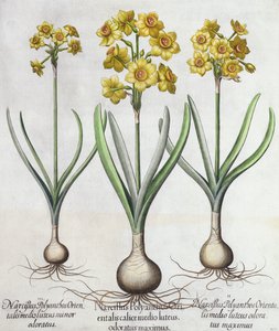 Tazetta Narcissi, fra Hortus Eystettensis af Basil Besler (1561-1629), pub. 1613 (håndfarvet gravering) af German School