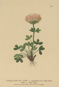 Thals Kløver (Trifolium thalii, Trifolium caespitosum) af German School