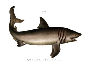 The Basking Shark (farve litho) af German School