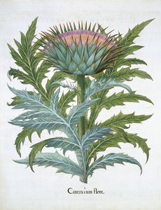 The Cardoon, fra Hortus Eystettensis af Basil Besler (1561-1629), pub. 1613 (håndfarvet gravering) af German School