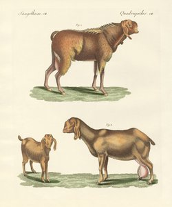Den egyptiske ged (farvet gravering) af German School