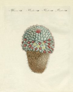 Den brystformede melontidsel (farvet indgravering) af German School