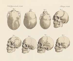 Skallen af de fem menneskeracer (farvet indgravering) af German School