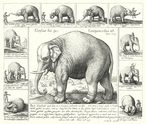 Den føjelige elefant (gravering) af German School
