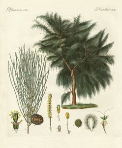 Den fire-flappede casuarina (farvet gravering) af German School