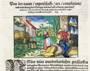 De helbredende og terapeutiske anvendelser af honning i medicin, illustration fra en tysk afhandling om medicin udgivet i Strasbourg i 1573 (farvet træsnit) af German School