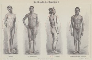 Den menneskelige figur (gravering) af German School
