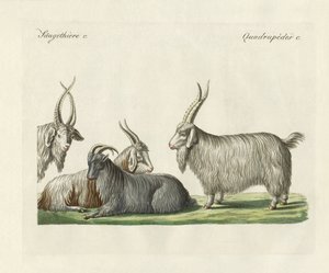 Kashmirgederne introduceret i Frankrig (farvet indgravering) af German School