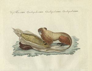 Løveaben (farvet indgravering) af German School