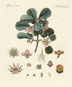 Rose Colored Clusia (farvet gravering) af German School