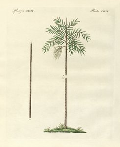 Den slanke håndflade i New Ireland (farvet gravering) af German School