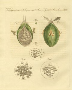 Hvedens ustilaginomycotina (farvet indgravering) af German School
