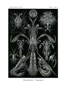 Thoracostraca, 1899-1904 af German School