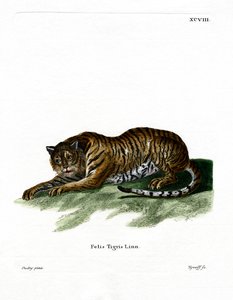 Tiger (farvet gravering) af German School