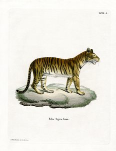 Tiger (farvet gravering) af German School
