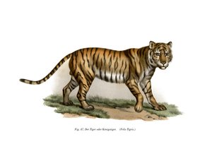 Tiger, 1860 af German School