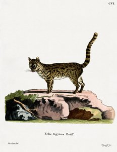 Tiger Cat (farvet indgravering) af German School