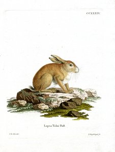 Tolai Hare (farvet gravering) af German School