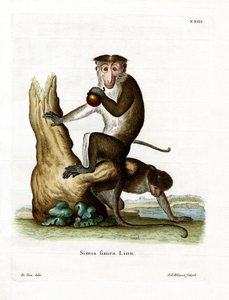 Toque Macaque (farvet gravering) af German School