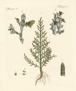 Handels- og lægeplanter af German School