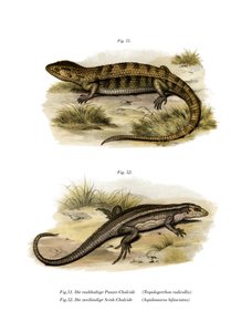 Tropidogerrhon rudicollis (farve litho) af German School