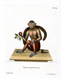 Tufted Capuchin (farvet gravering) af German School