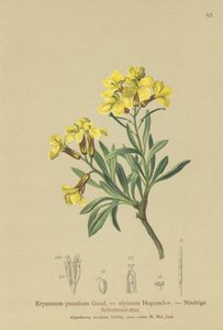 Tufte Wallflower (Erysimum pumilum, Erysimum alpinum) af German School