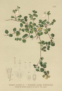 Twinflower (Linnaea borealis) af German School