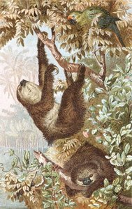 Two-Toed Sloth, tallerken fra "Brehms Tierleben: Allgemeine Kunde des Tierreichs", bind 2, s.646, udgivet af Bibliographisches Institut af German School