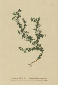 To-blomstret Sandurt (Arenaria biflora) af German School